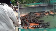 让人头疼的清道夫，被泰国人直接扔进鳄鱼窝，接下来大开眼界