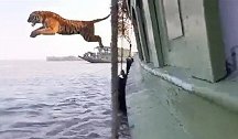 印度一孟加拉虎放生途中嘶吼跳入水中