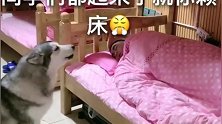 带着阿拉斯加犬来上大学，它成了铲屎官的闹钟