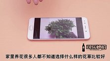 不管什么家庭，都不能养这“3种花草”，家里有也要记得挪走