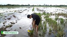 在水田边发现泥坑上有鱼儿搁浅，把饮料灌下泥坑，收获颇丰