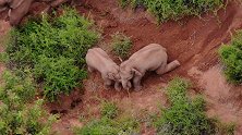 象群最新动态：地里“掀井盖”、玩土 小象互相嬉戏打闹