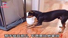 主人上厕所没有手纸喊狗狗帮忙，狗狗扭头拿来鞋刷子，这狗白养了