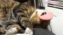 主人把红肠塞进睡着的猫咪嘴里，它以为在做梦，不敢相信这是真的