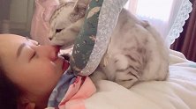 猫咪叫醒服务虽然舔的热情，但是有点扎