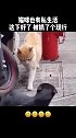 猫咪也有私生活，这下可好了，直接被抓了个正着！