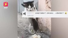 老鼠在猫咪眼皮底下偷吃，最后猫还被吓到飞起，网友：世道变了！