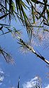 碧空如洗，芦花迎风舞，秋意此刻浓。