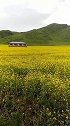 甘南，油菜花