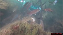 放了3天的鱼笼根本拖不动，潜水下去才发现它们在作怪！