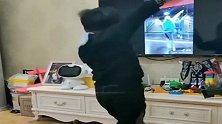 儿子跳召唤张柏芝的樱花舞，本以为是青铜，网友太牛了