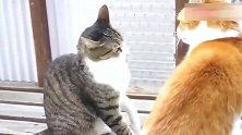 狸花猫：闻到橘猫有其他猫的味道，别碰我！渣猫