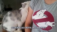 可爱的白猫莫夫对着女主人撒娇，一脸娇羞的模样让人怎能不爱？