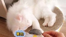 任性小猫咪做错了事，被罚头顶老鼠，猫：我好气哦