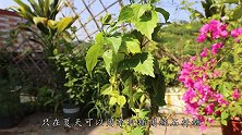 扶桑花夏季开满花朵，想要“留住”美丽，学会这招吧