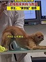 山东潍坊：宠物临床诊疗课，老师抱来狗狗当教具