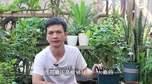 入秋前，茉莉花开花少？肯定是这“几件事”没做好