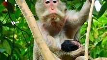 年迈的母猴生了小猴，但遗憾的小猴从树上摔下去死亡