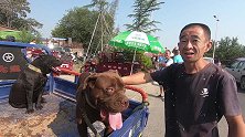 农村狗市，国外大型护卫犬暴起来主人拉不住，这种狗就不能来狗市