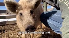 这是什么奇怪的生物，外表像猪又像羊，身上还长满了卷毛！