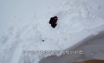 两只母鸡被积雪埋了，全身动弹不得，金毛刨开大雪解救，太暖心！