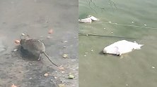 网曝东营一动物园乱象：死天鹅漂湖面、老鼠窜鸟笼…，园方回应