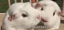 豚鼠同吃一根草，最后亲在一起了，简直萌化了