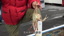 日本上千元的“雪蟹”，顶级大厨现场制作，吃起来太过瘾了