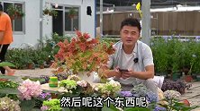 月季嫁接是芽接好还是枝接好？老花医相声养花问答：第二期。