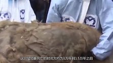 俄罗斯冻土层发现“史前巨兽”尸体完整，或将成功克隆复活