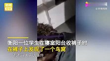 男生半个月前晾在阳台上的裤子忘了收，取下后发现裤裆多了个鸟窝