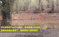 实拍母虎Tara下山喝水，小家伙屁颠屁颠跟来，惊喜接不断！