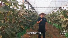 如何确定葡萄营养积淀是否完成？它意义何在？小阳给大家聊一聊