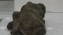 是大狼狗，还是小奶狗？俄罗斯冰冻小幼崽穿越18000年亮相