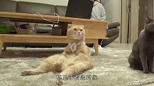 主人买回一只招财猫，猫咪见后竟学了起来，这反应简直太可爱了