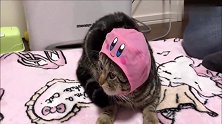 主人给猫咪买了几顶帽子，猫咪一脸无奈：好好的猫卖什么萌