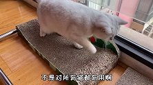 【萌宠来了】猫薄荷究竟是一个什么样的神奇存在？