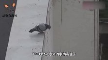 好奇怪！这只鸽子把蛋粘在肚皮上，难道要全天24小时孵化宝宝