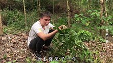 小周在树林里发现野生山药，挖出来山药太小了，都不够塞牙缝