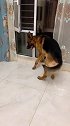 主人让德牧犬捷豹录段子，接下来它的做法太可爱了，结果搞笑了