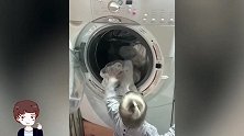 爸爸撞见宝宝在洗衣房，接下来的一幕，爸爸都忍不住竖起了大拇指