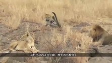 一只花豹被四头狮子包围，为了保命它用出狠招，镜头拍下刺激画面