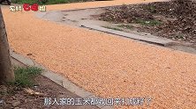 老公偷懒不去掰玉米，竟然还把石榴骂一顿，这是要翻天啊！