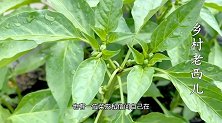 这才是辣椒移栽的正确方法，病害少结果量大，3个实用技巧分享