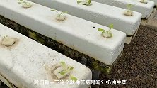 辣椒像苹果、无土栽培蔬菜10元3棵，陕西杨凌堪称农业黄埔军校
