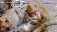 暴脾气的母猴虐待小猴，小猴被整的够呛！