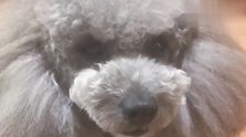 铲屎官问泰迪爱不爱妈妈，泰迪连续爆萌语，真讨人喜欢好可爱！