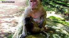 猴宝宝很聪明，用手摸法把奶妈弄长