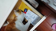 家里的猫粮不翼而飞，猫咪熟练的动作暴露了真相！