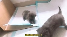 22天的小奶猫，已经有脾气了，纸箱关不住他们了